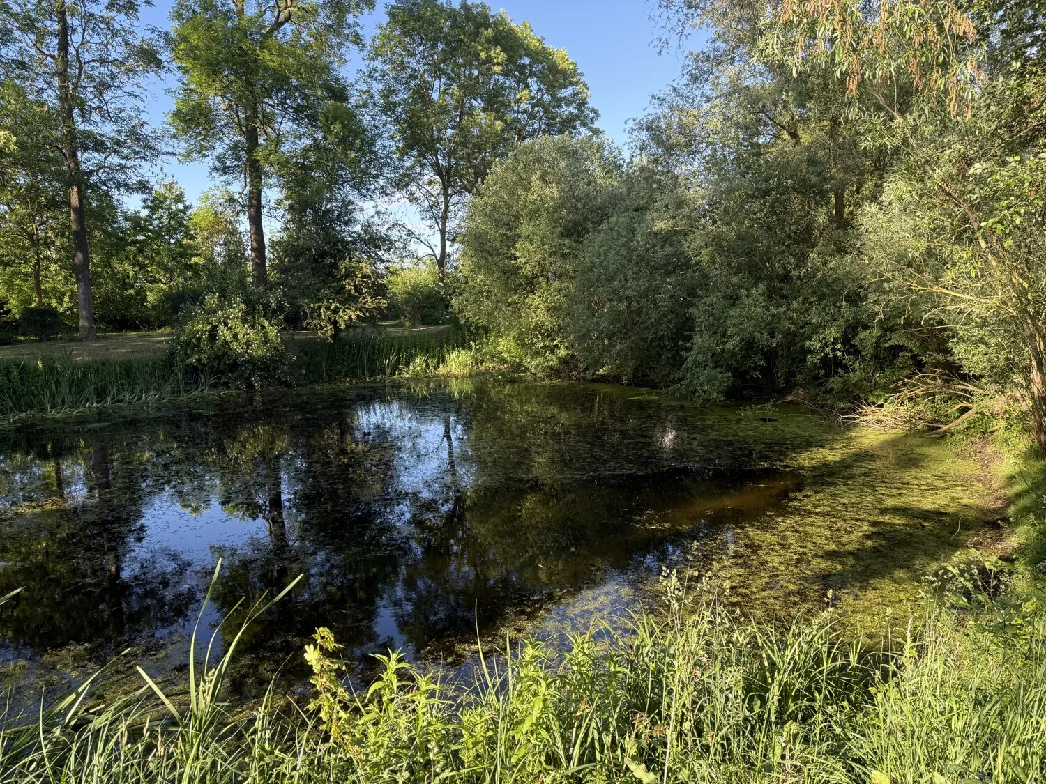 Teich