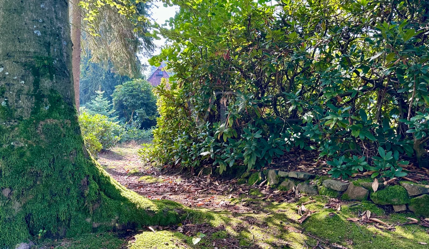 wunderschöner Baumbestand