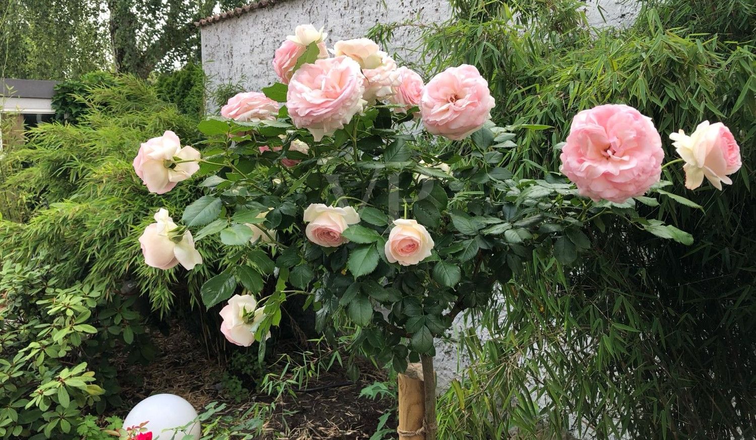 Garten_05