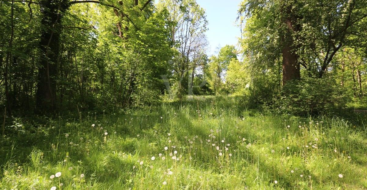 Isarauen