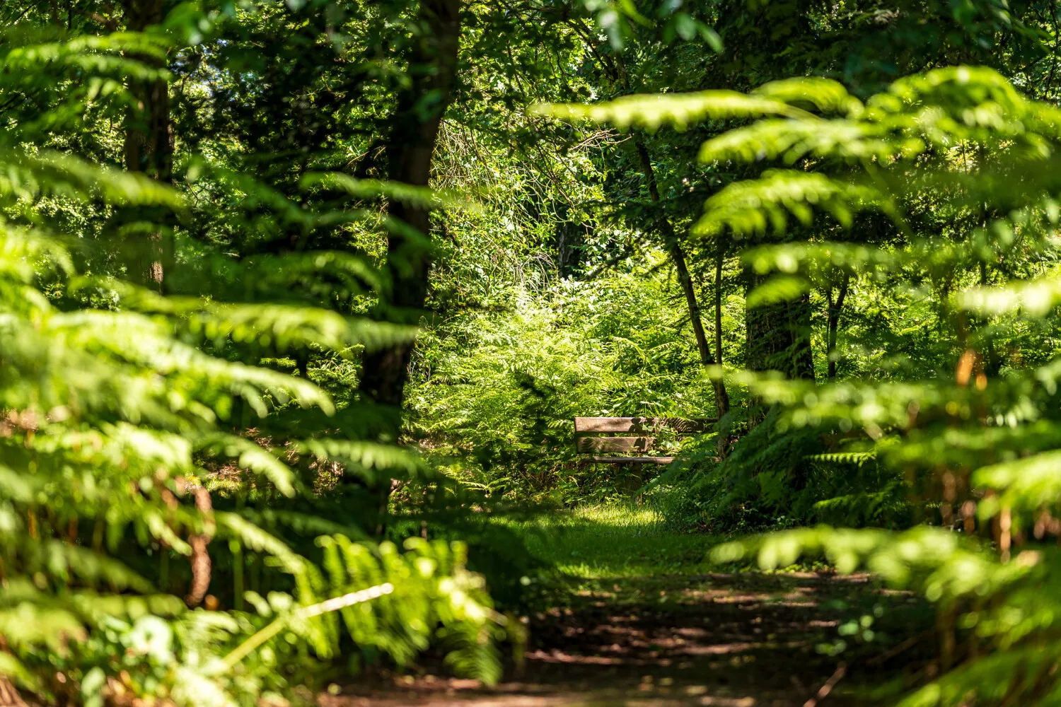 WALDWEG