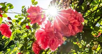 von_poll_real_estate_property_24087012_image_2