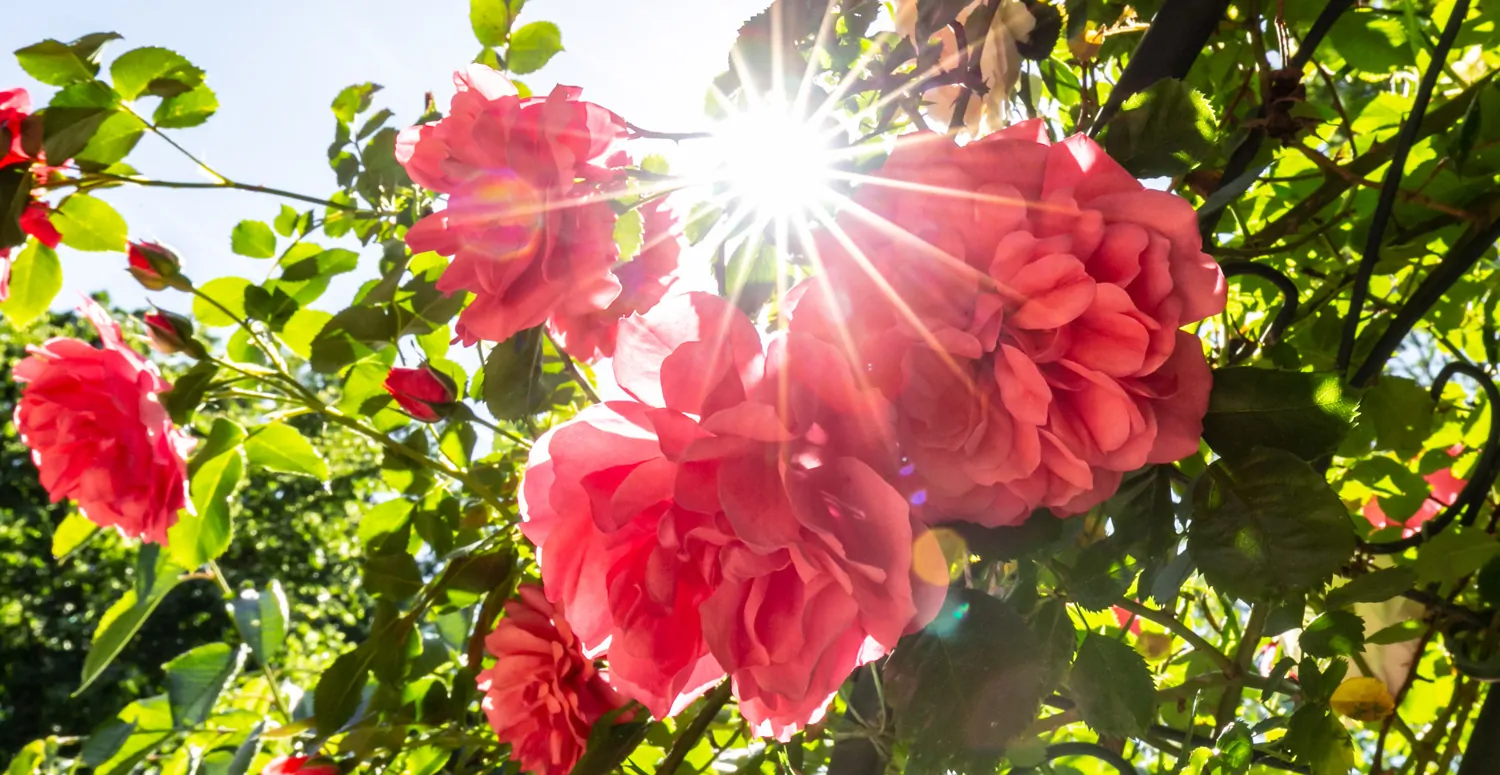 Sonniges Grundstück
