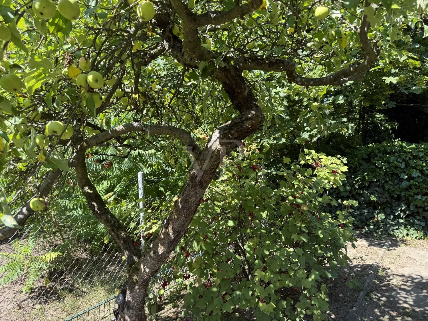 Obstbäume und -sträucher