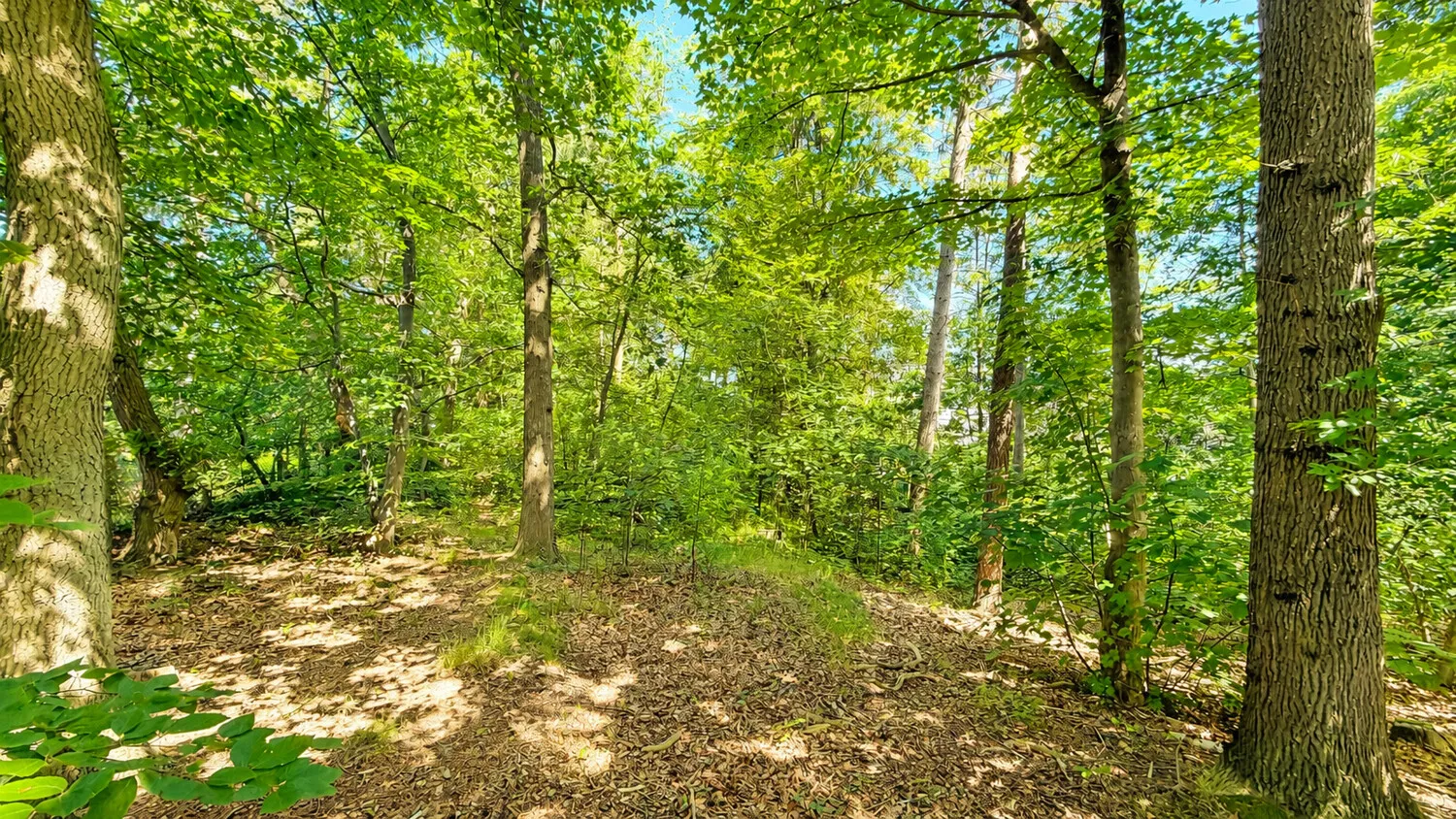 Waldgrundstück