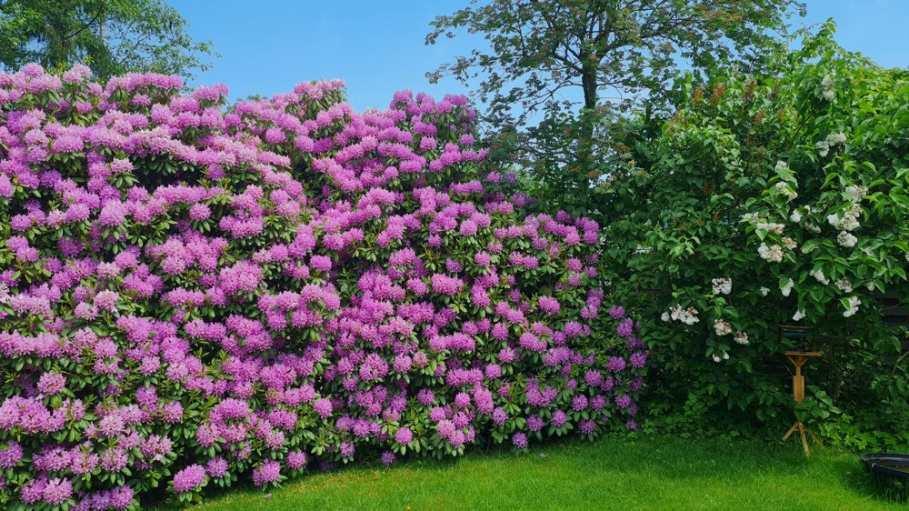 Rhododendron im Sommer