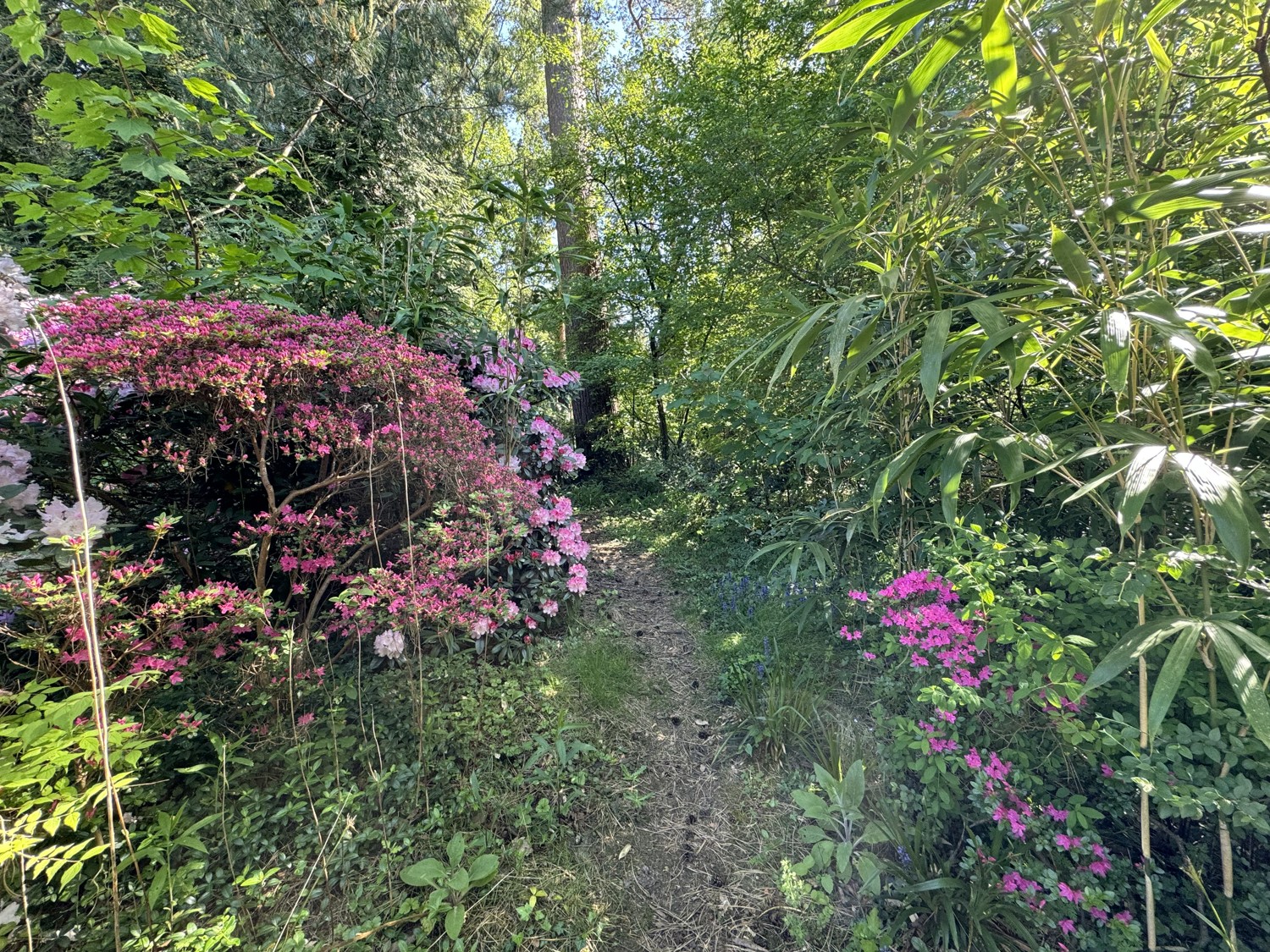 Weg zum hinteren Teil des Grundstücks Gartenland