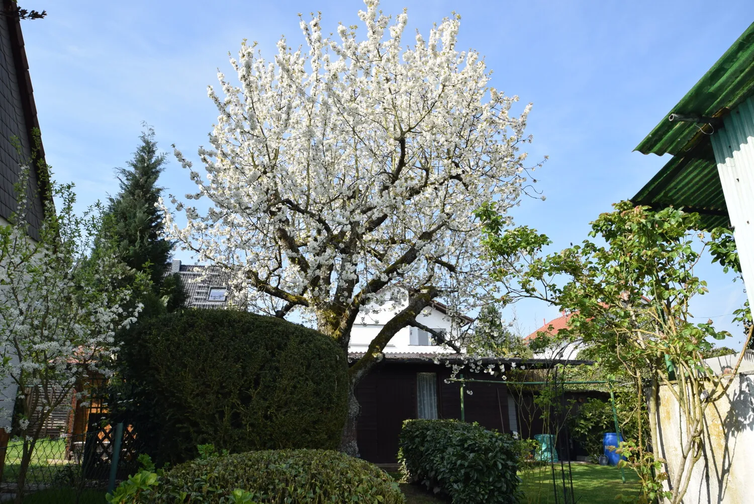 Kirschbaum