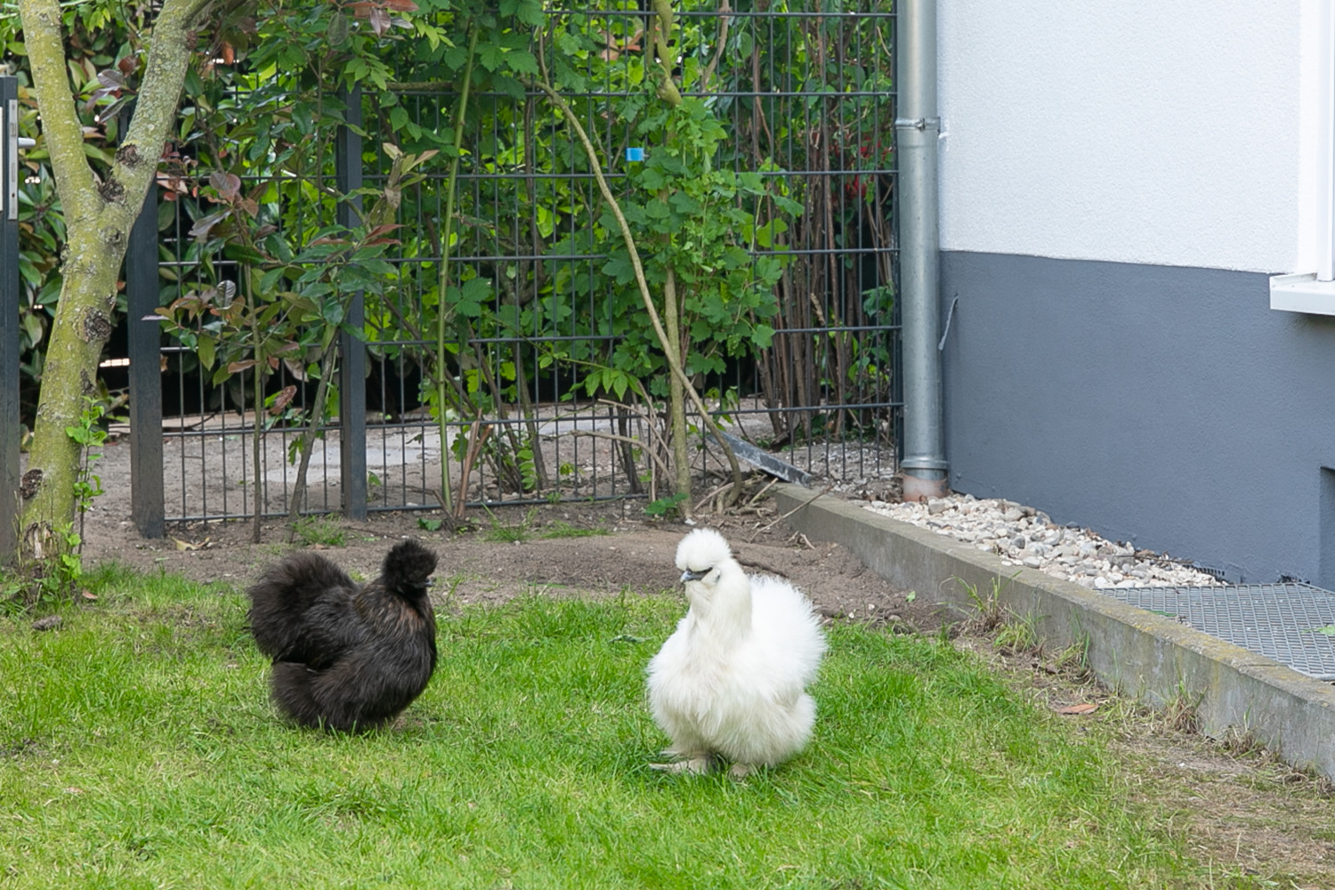Gartenbewohner