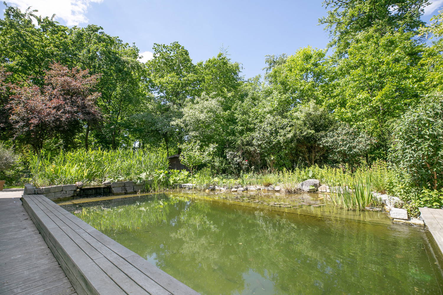 Naturschwimmteich