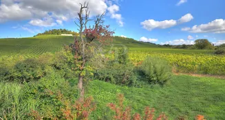 von_poll_real_estate_property_25188086_image_27