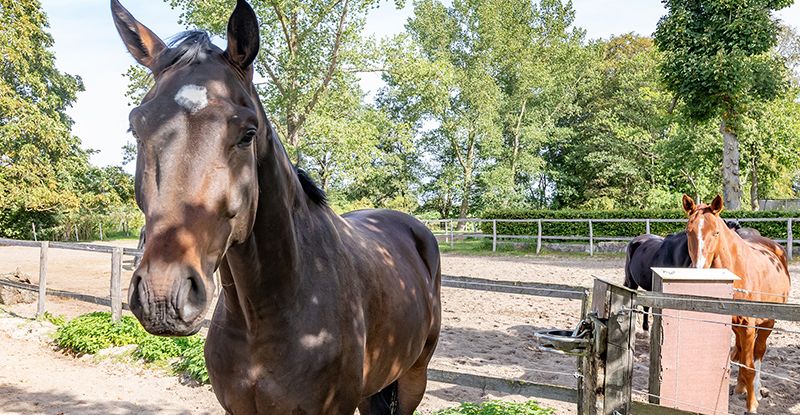 Reitbetrieb - happy Horse
