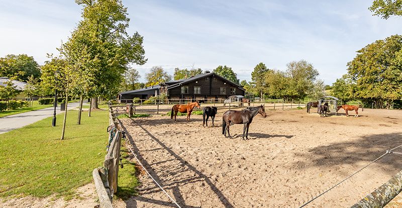 Reitbetrieb - Paddock