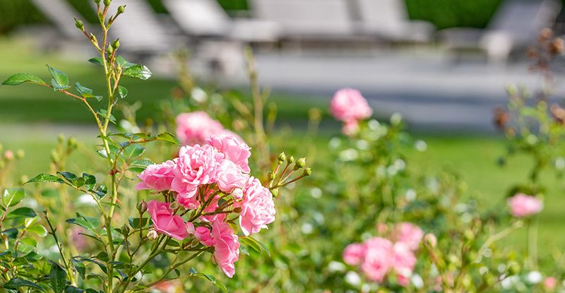 Rosengarten