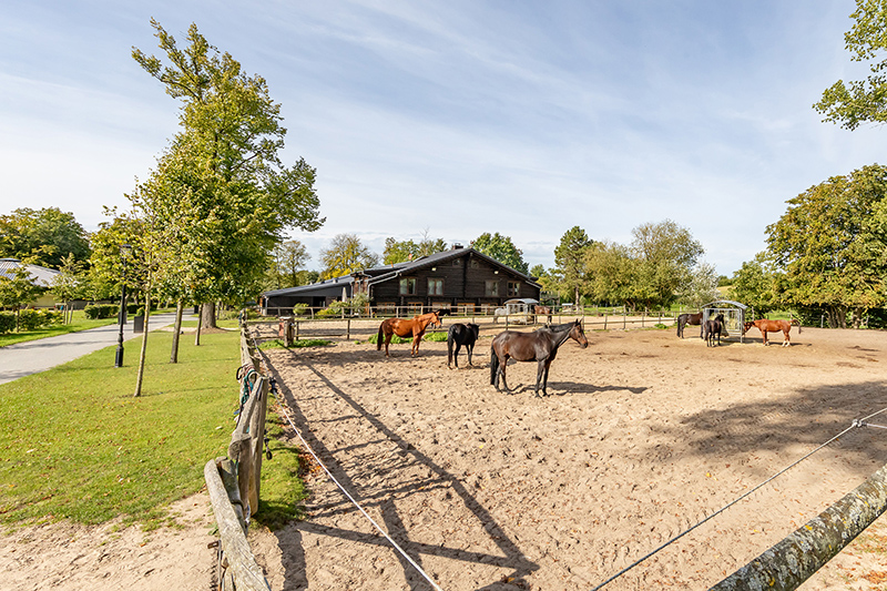 Reitbetrieb - Paddock