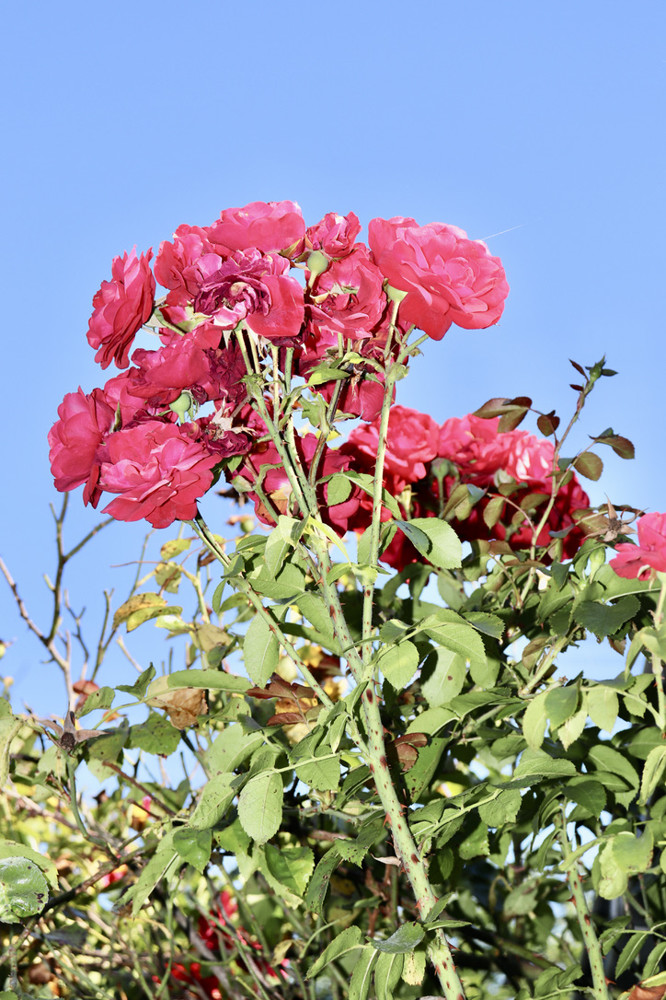 Rosen in voller Pracht