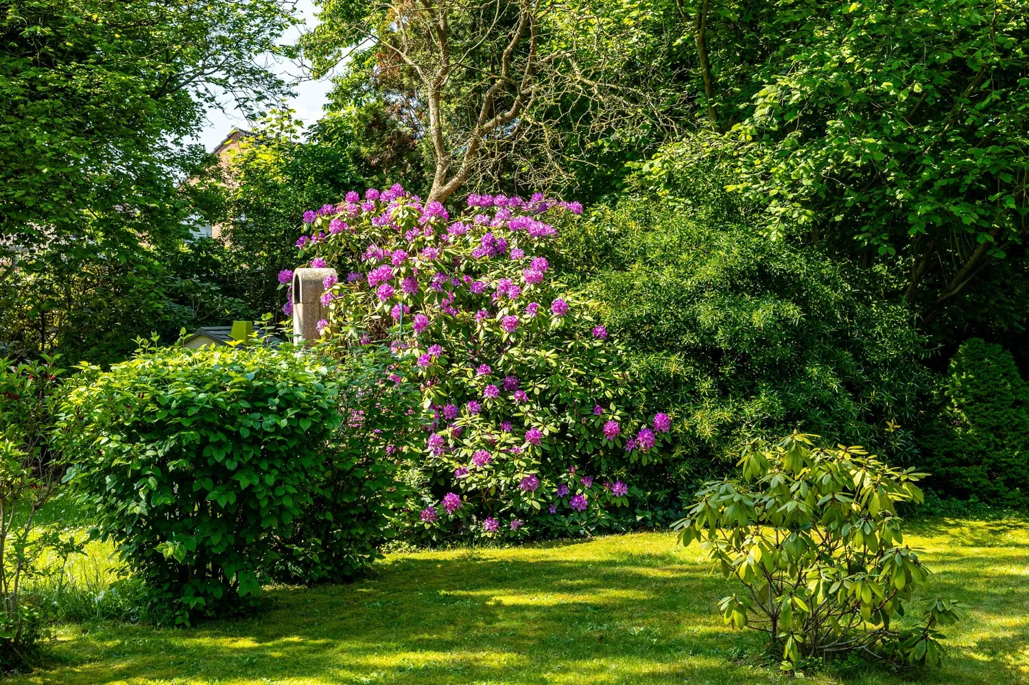 Rhododendron