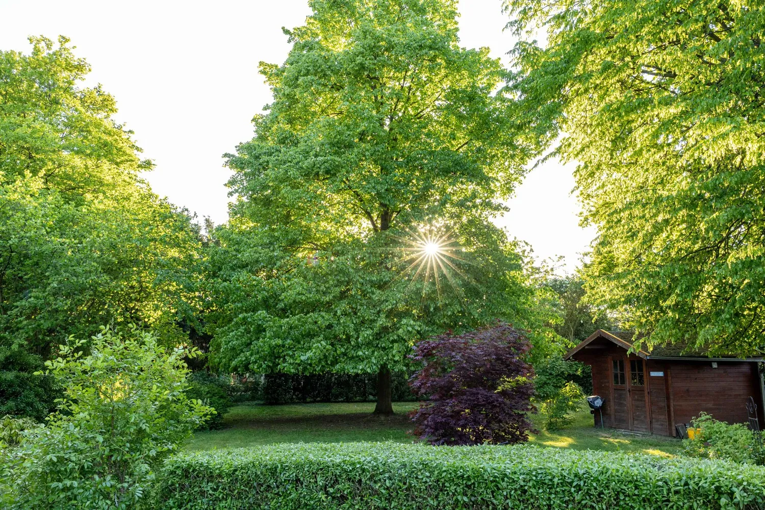 Abendsonne  in der Linde