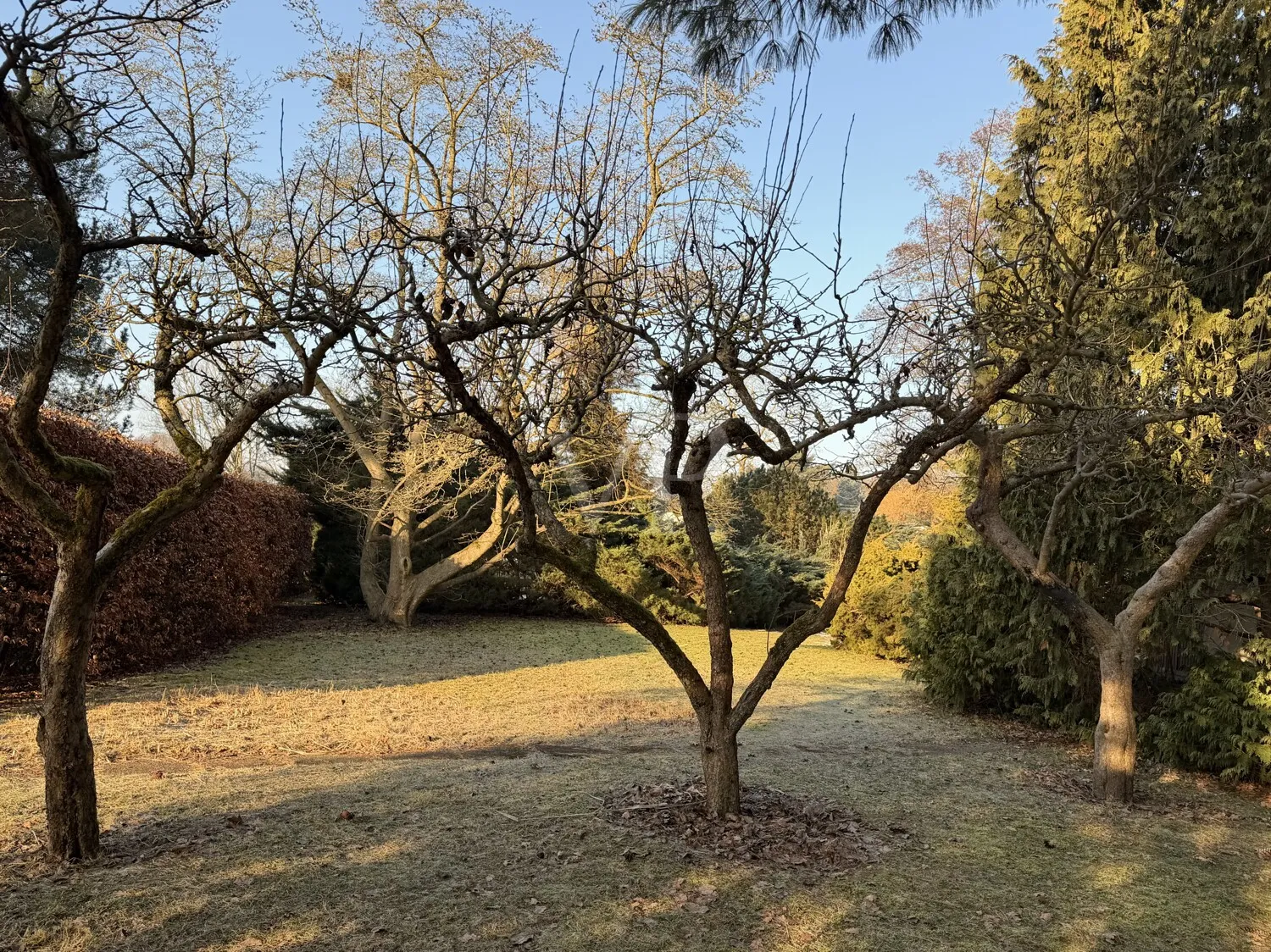 Obstbäume