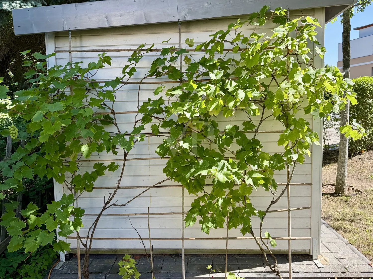 Weinreben