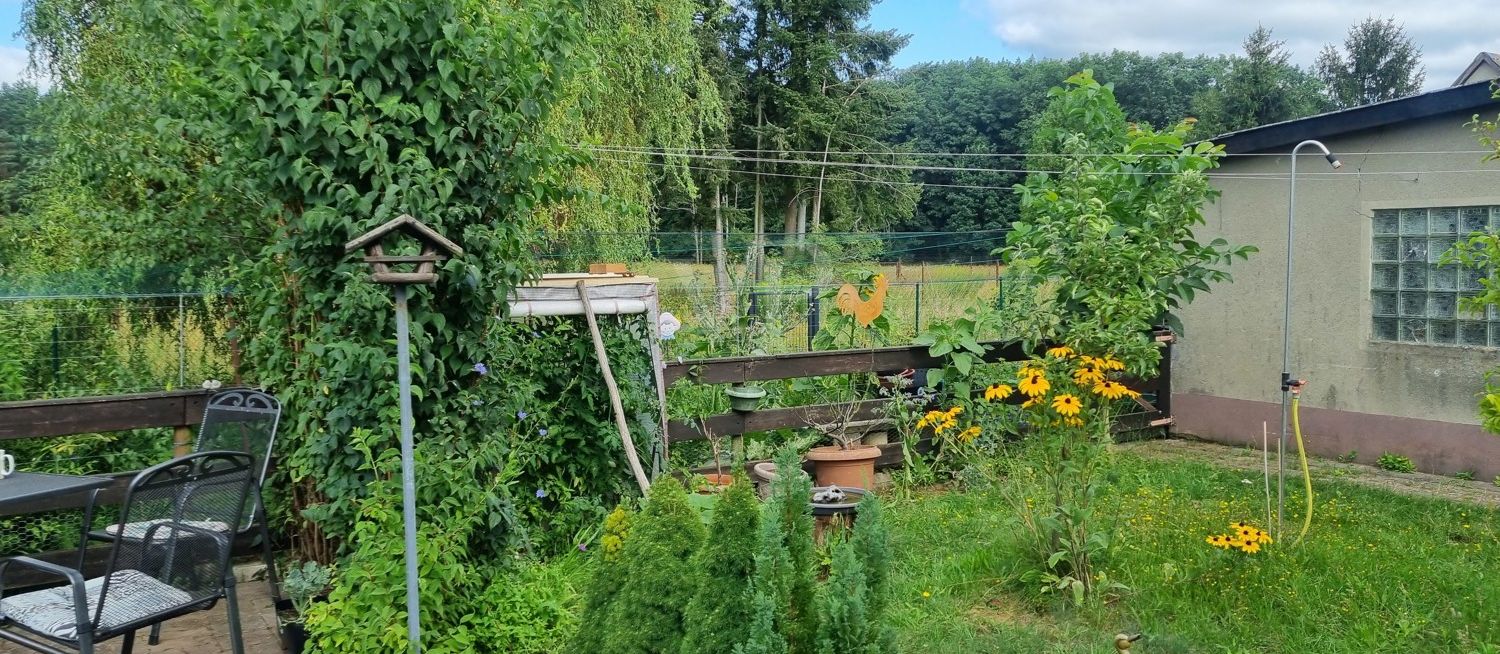 Waldblick