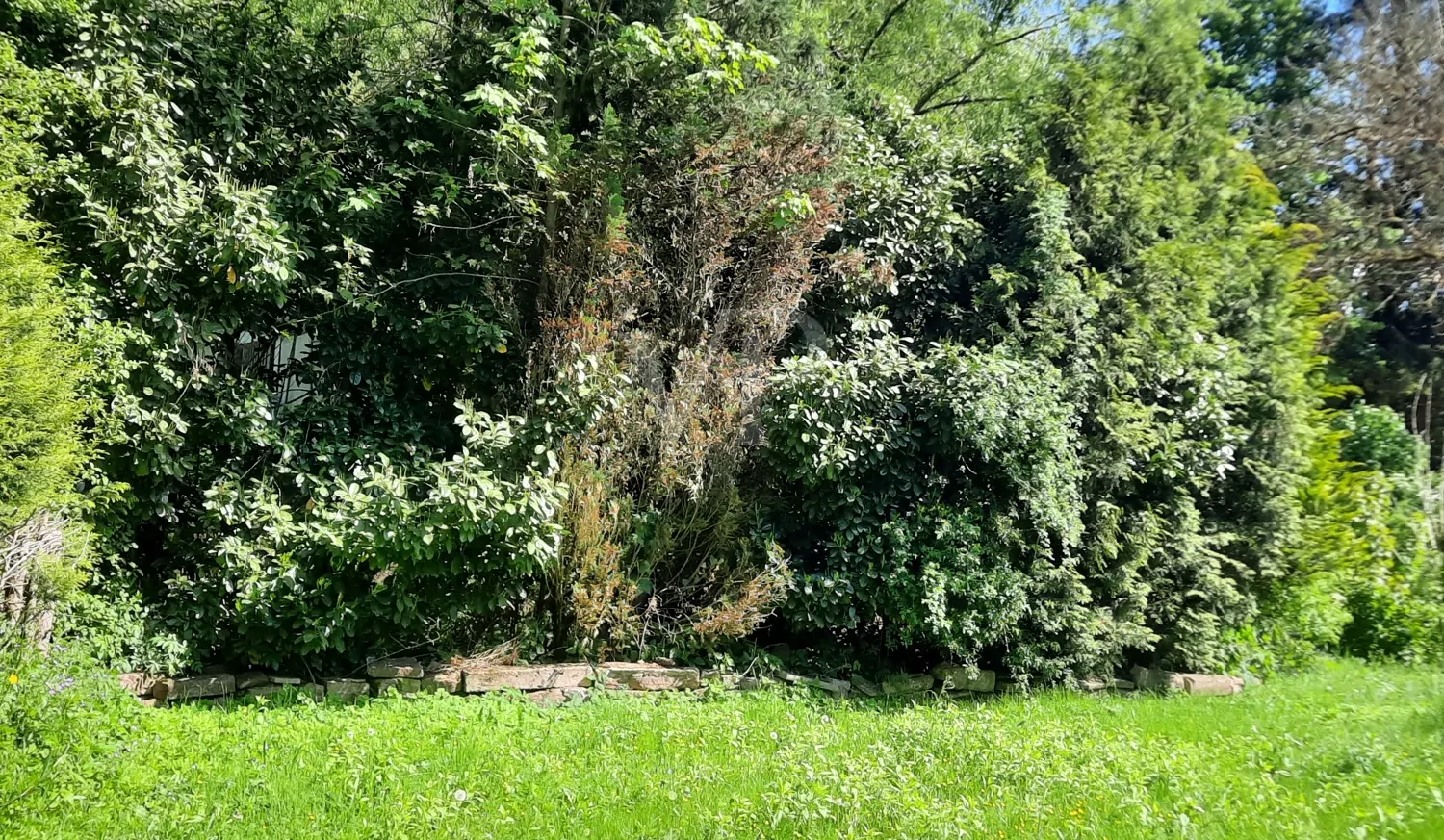 eingewachsenes Grundstück