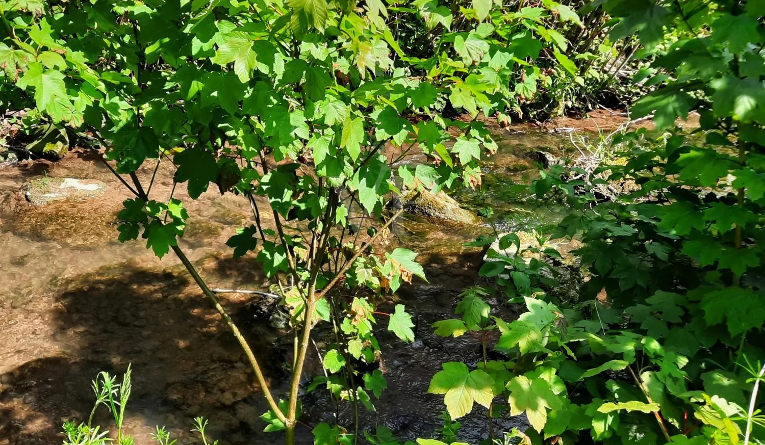 herrliches Plätzchen