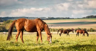 von_poll_real_estate_property_25183031_S_image_1