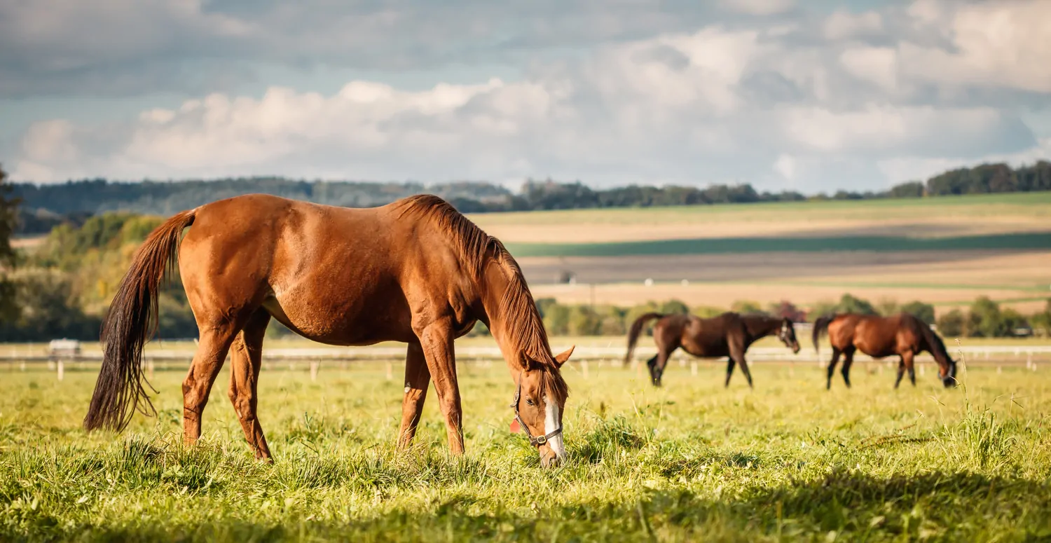 Traumhafter Pferdehof in idyllischer Alleinlage