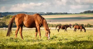 von_poll_real_estate_property_25183031_S_image_0