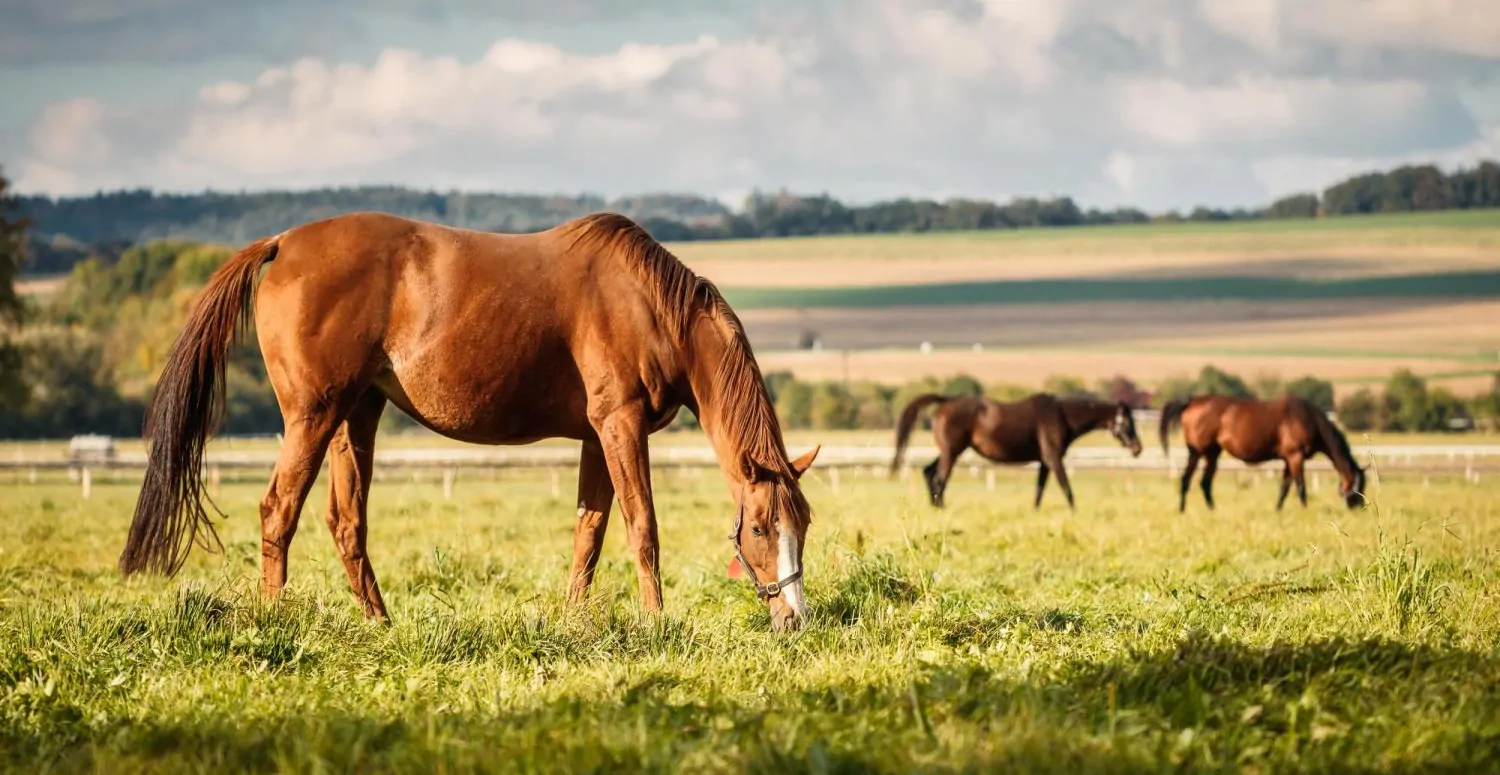 Traumhafter Pferdehof in idyllischer Alleinlage