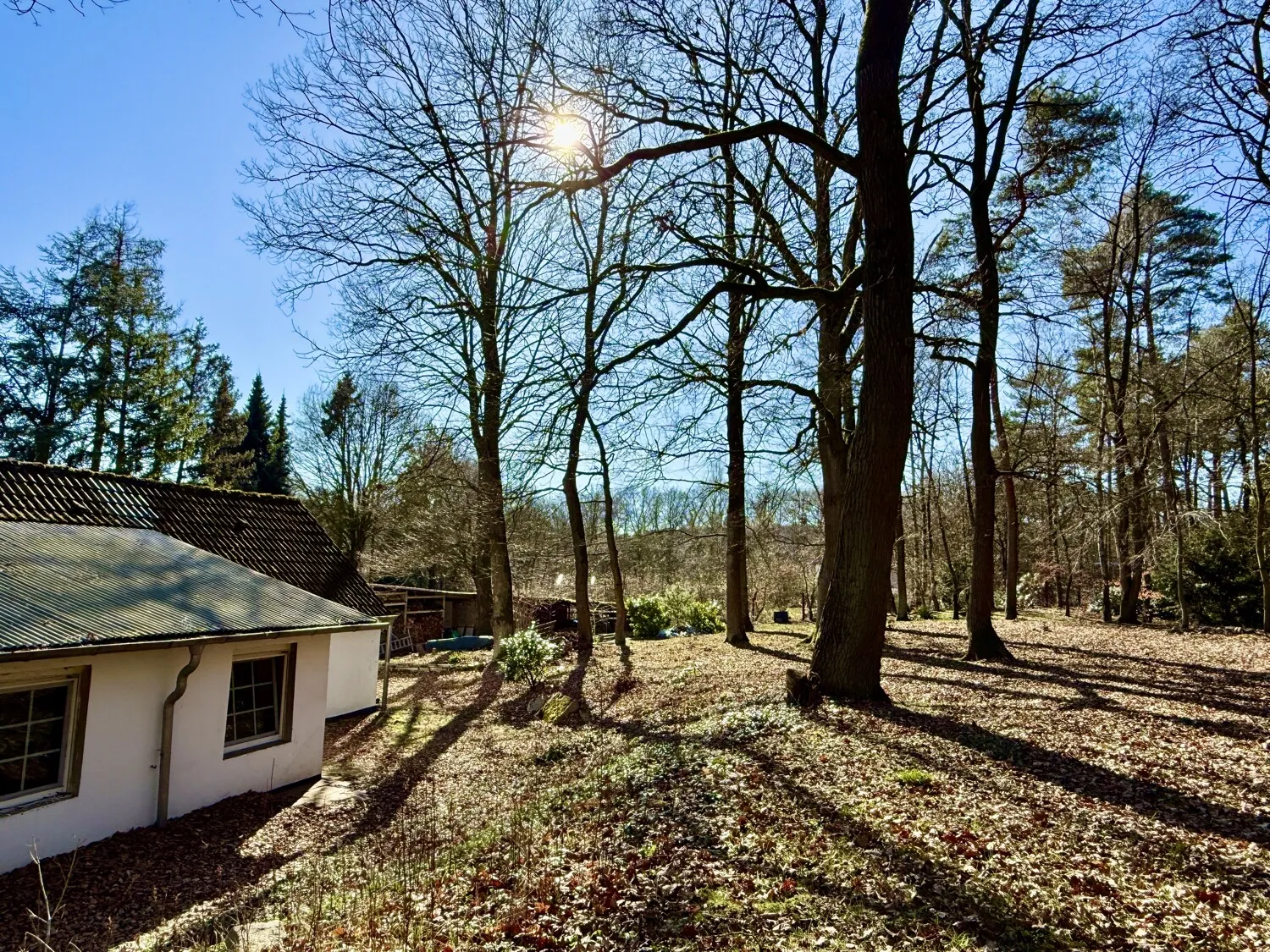 Wald hinter dem Haus