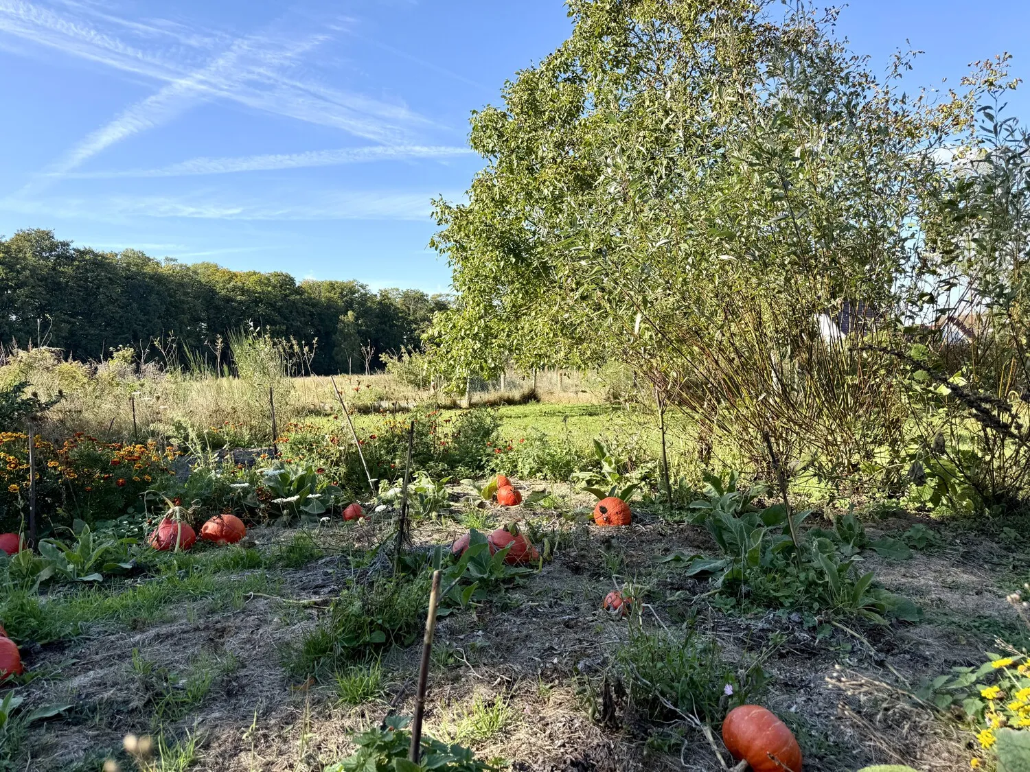 Grundstück