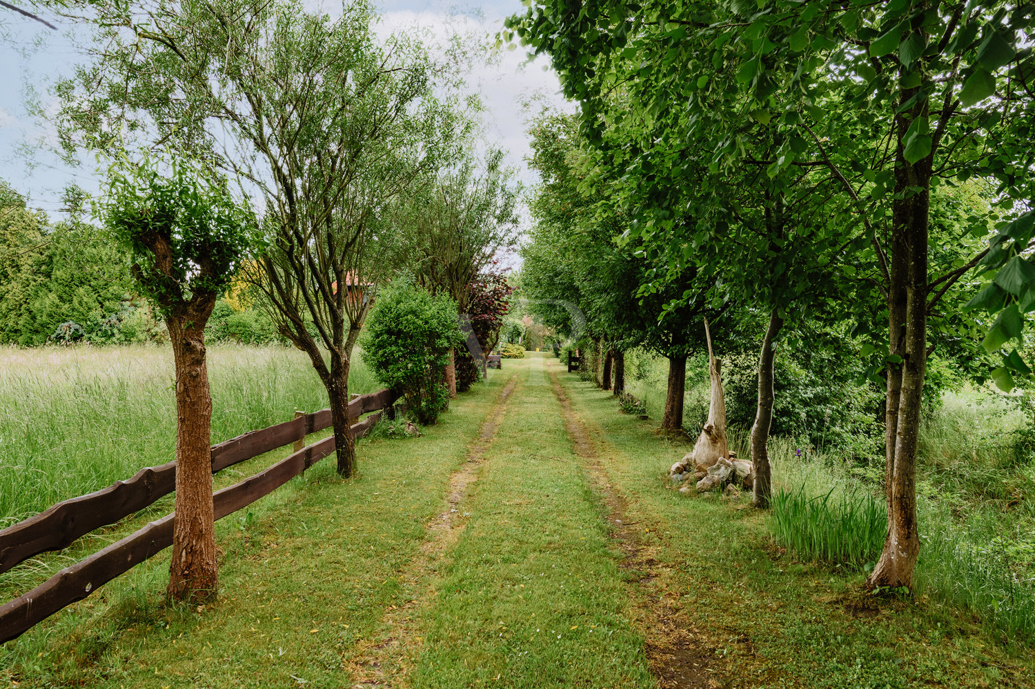 Anfahrt zum Haus durch eine charmante Allee
