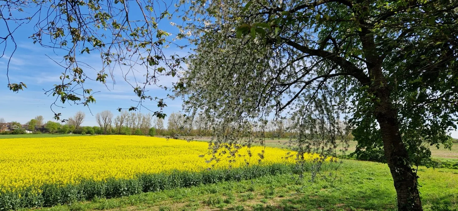 Rapsfeld