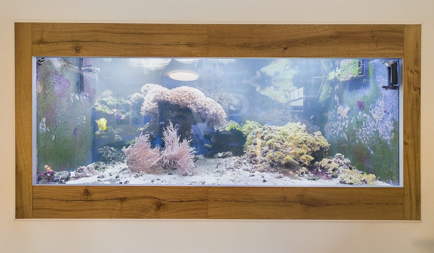Seewasser-Aquarium